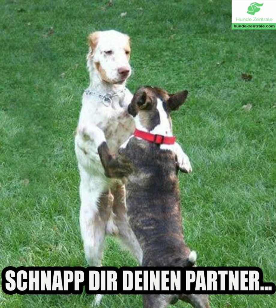 tanzender-Hund-Meme-schnapp-dir-deinen-partner