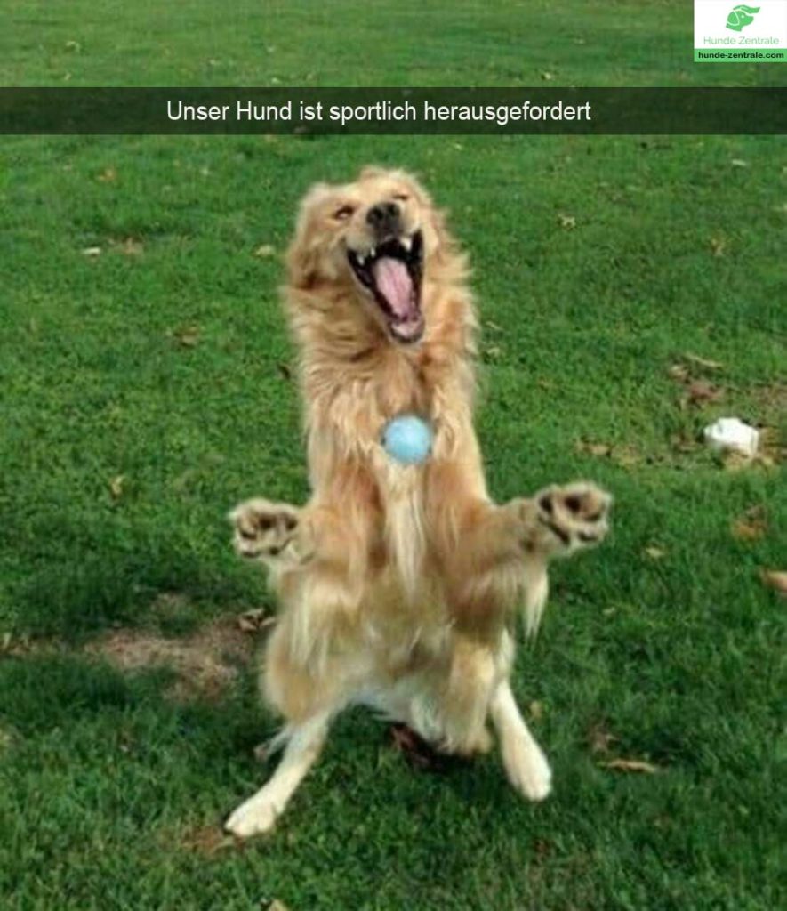tanzender-Hund-Meme-unser-hund-ist-sportlich-heruasgefordert
