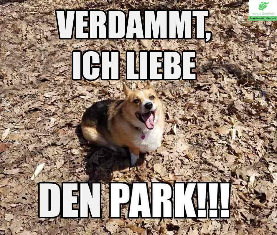 Corgi-Meme-verdammt-ich-liebe-den-park-1