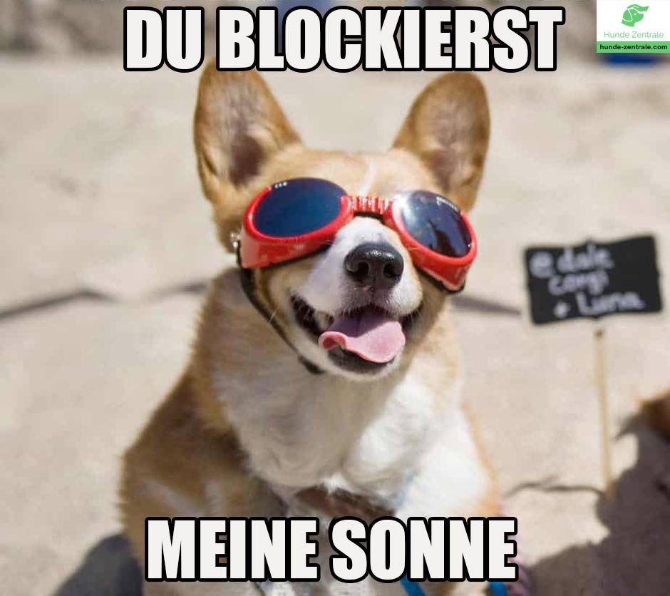 Du-blockierst-meine-sonne-corgi-meme