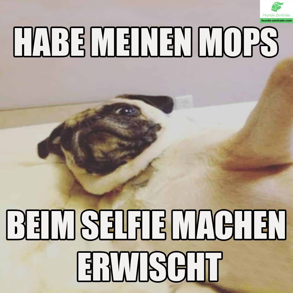 Habe-meinen-mops-beim-selfie-machen-erwischt-Mops-Meme