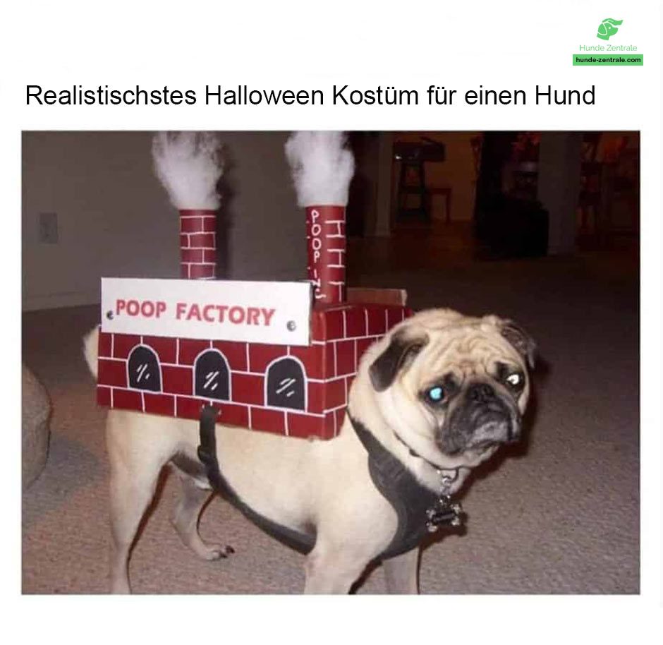 Realistischstes-Halloween-kostuem-fuer-einen-Hund-Mops-Meme