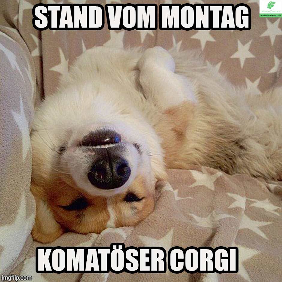 Stand-vom-Montag-komatöser-corgi-Corgi-Meme-1