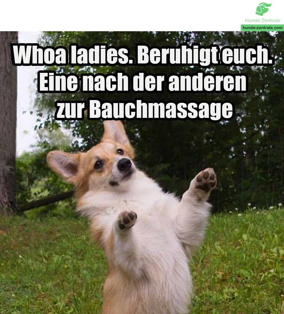 Whoa-ladies-beruhight euch-eine-nach-der-anderen-zur-bauchmassage-Corgi-Meme-1
